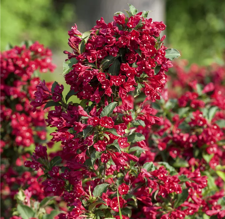 Weigelie 'Red Prince'
