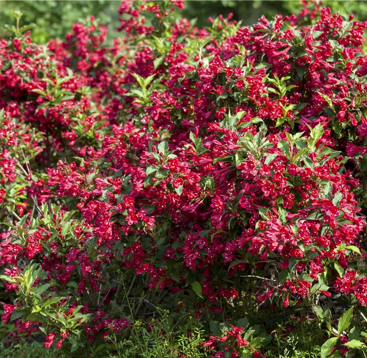 Weigelie 'Red Prince'