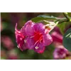 bellaflora Gartencenter GmbH