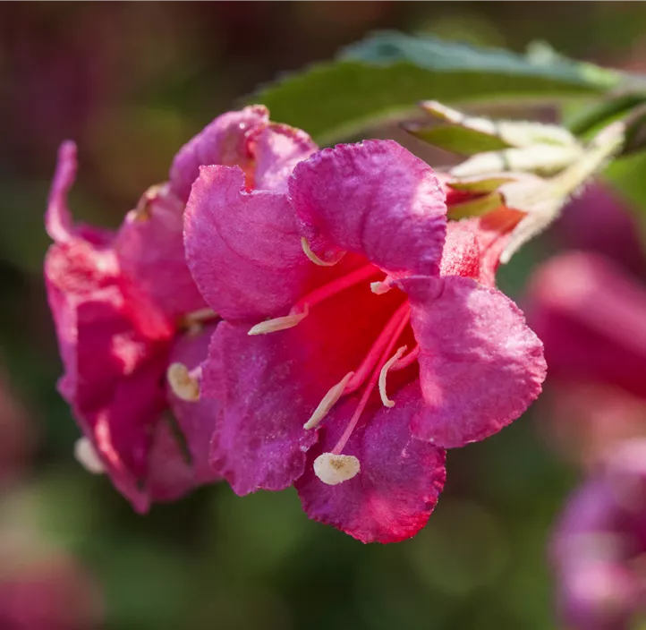 Weigelie 'Red Prince'