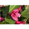 bellaflora Gartencenter GmbH