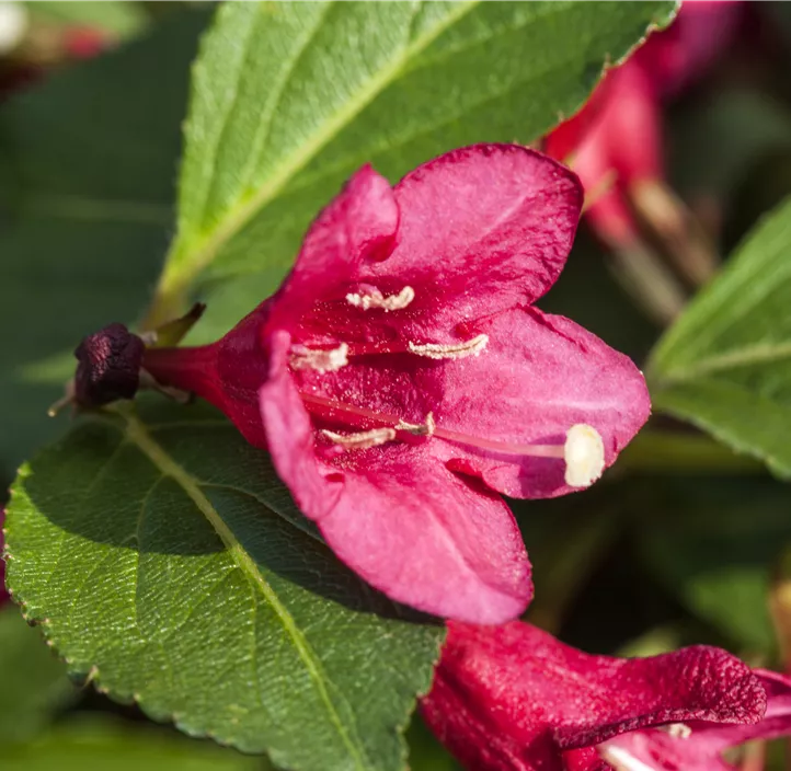 Weigelie 'Red Prince'