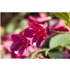 bellaflora Gartencenter GmbH