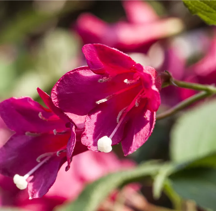 Weigelie 'Red Prince'