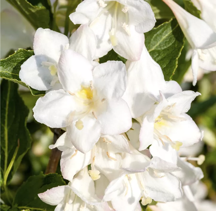 Weigelie 'Snowflake'