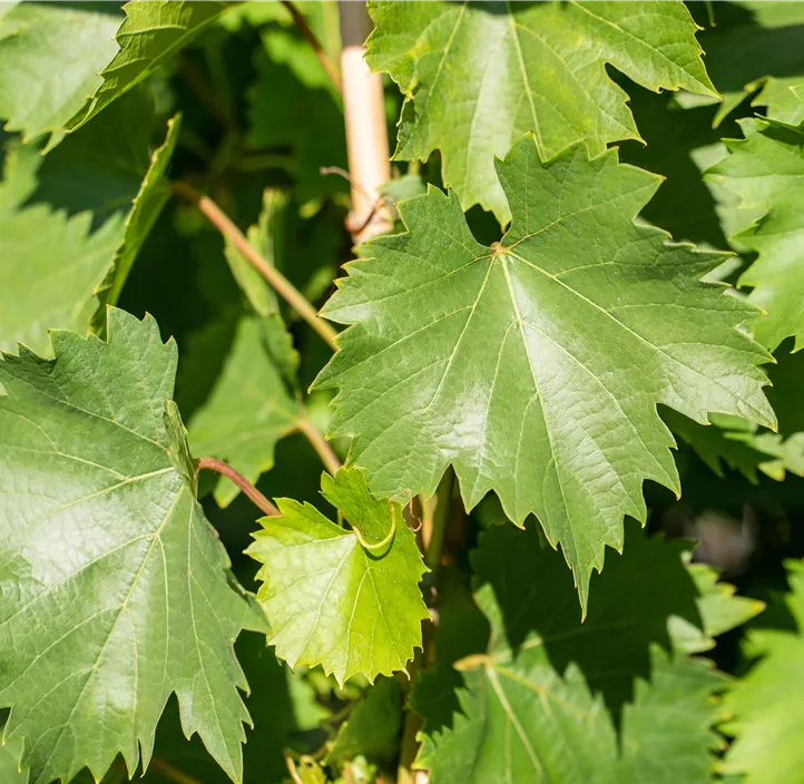 Weintraube 'Bianca'