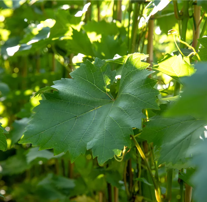 Weintraube 'Bianca'