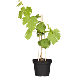 Vitis vinifera Katharina, 5 Liter Topf