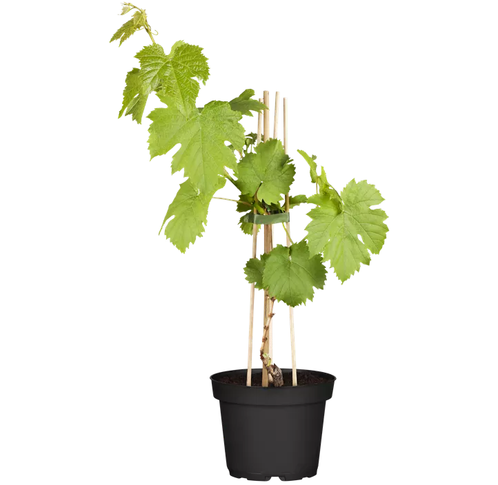 Tafeltraube 'Katharina'(s)