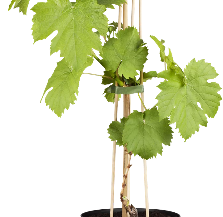 Tafeltraube 'Katharina'(s)