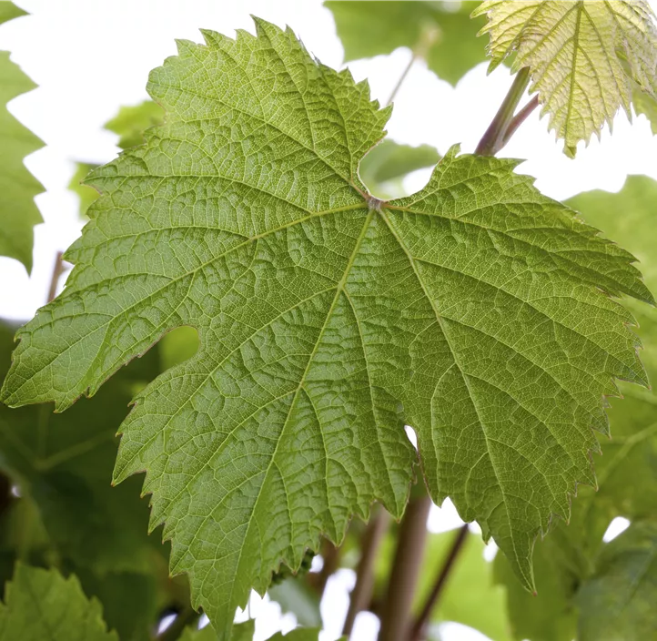Tafeltraube 'Katharina'(s)