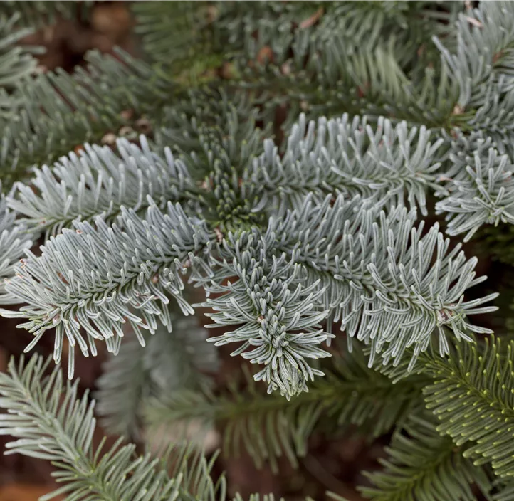 Silbertanne 'Glauca'