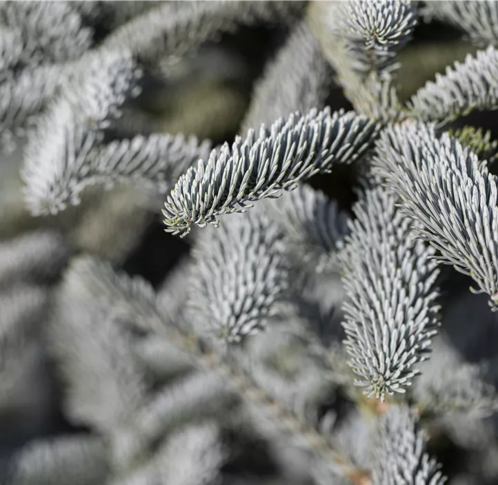 Silbertanne 'Glauca'
