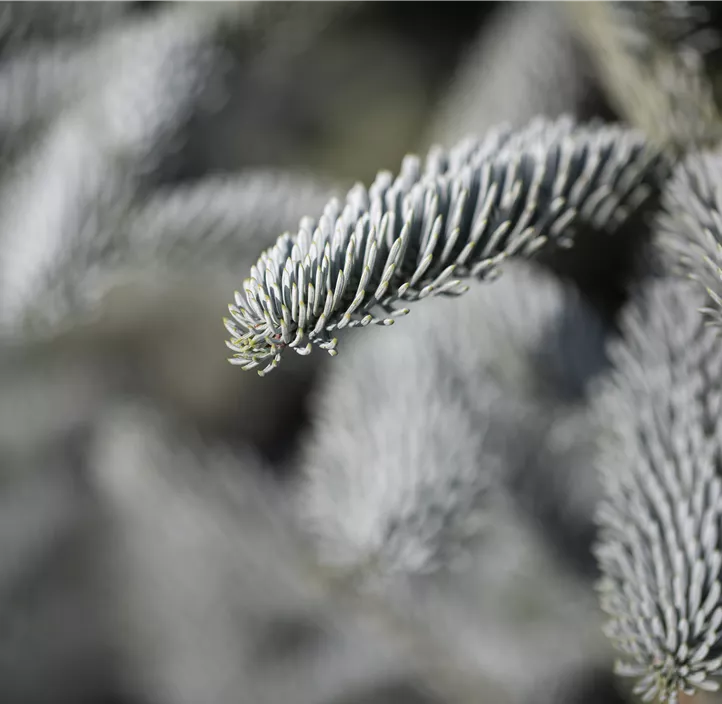Silbertanne 'Glauca'