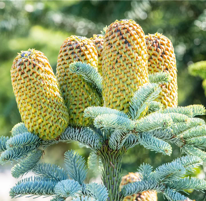 Silbertanne 'Glauca'