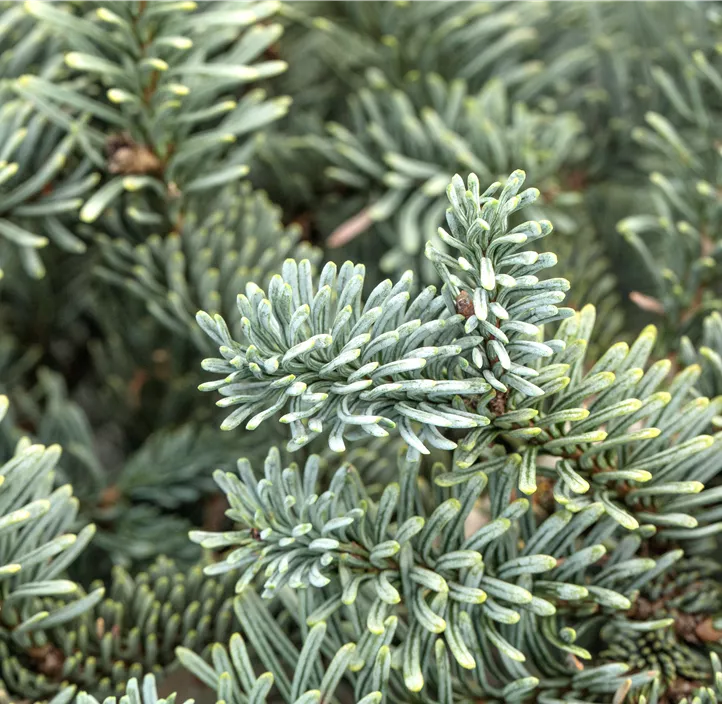 Silbertanne 'Glauca'