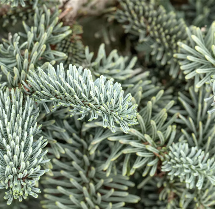 Silbertanne 'Glauca'
