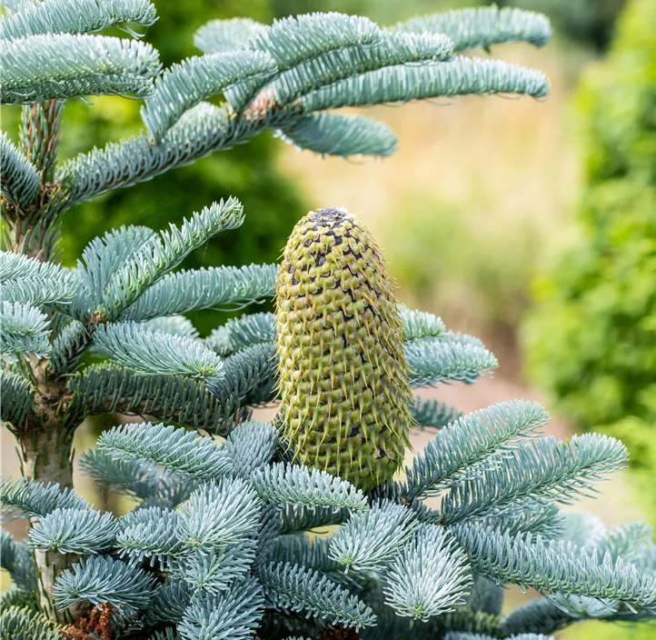 Silbertanne 'Glauca'