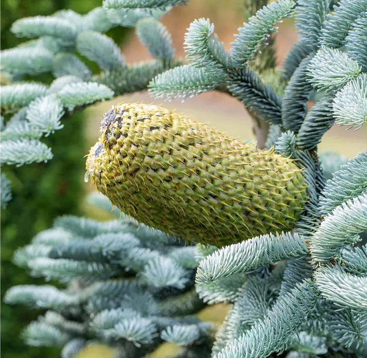 Silbertanne 'Glauca'