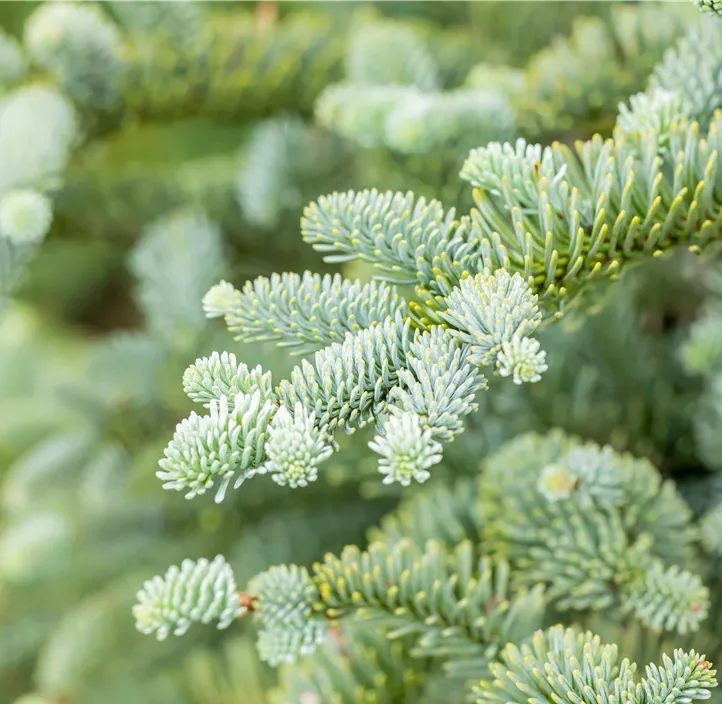 Silbertanne 'Glauca'