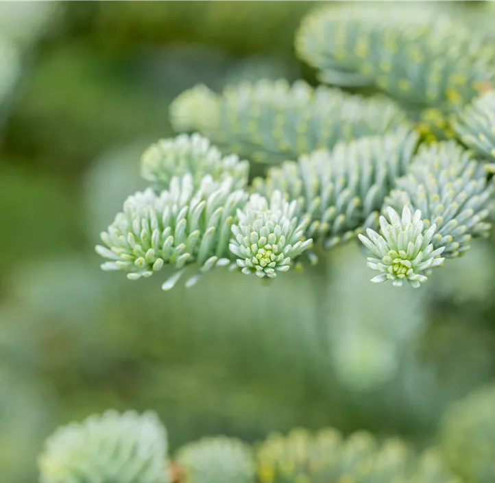Silbertanne 'Glauca'
