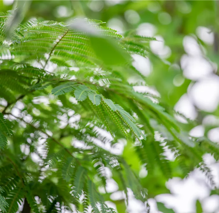 Seidenbaum 'Ombrella'