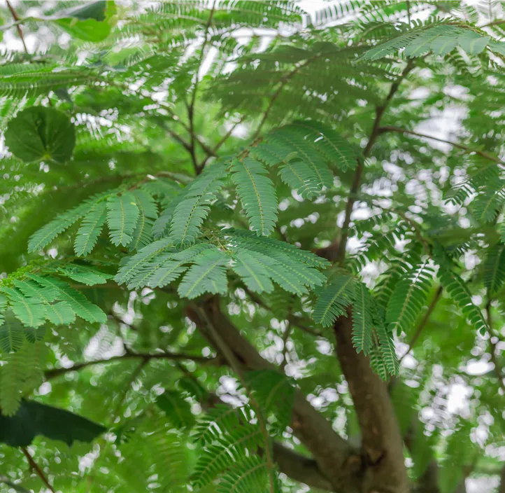 Seidenbaum 'Ombrella'