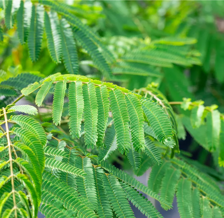 Seidenbaum 'Ombrella'