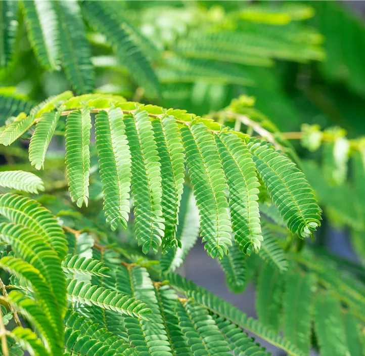 Seidenbaum 'Ombrella'