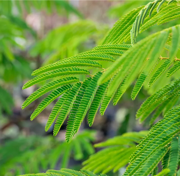 Seidenbaum 'Ombrella'