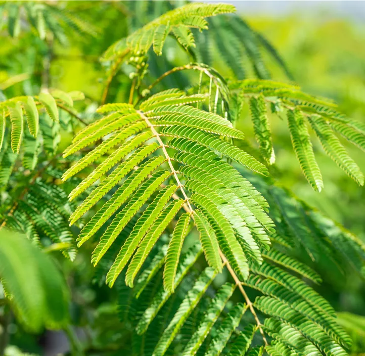 Seidenbaum 'Ombrella'