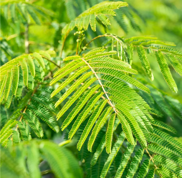 Seidenbaum 'Ombrella'