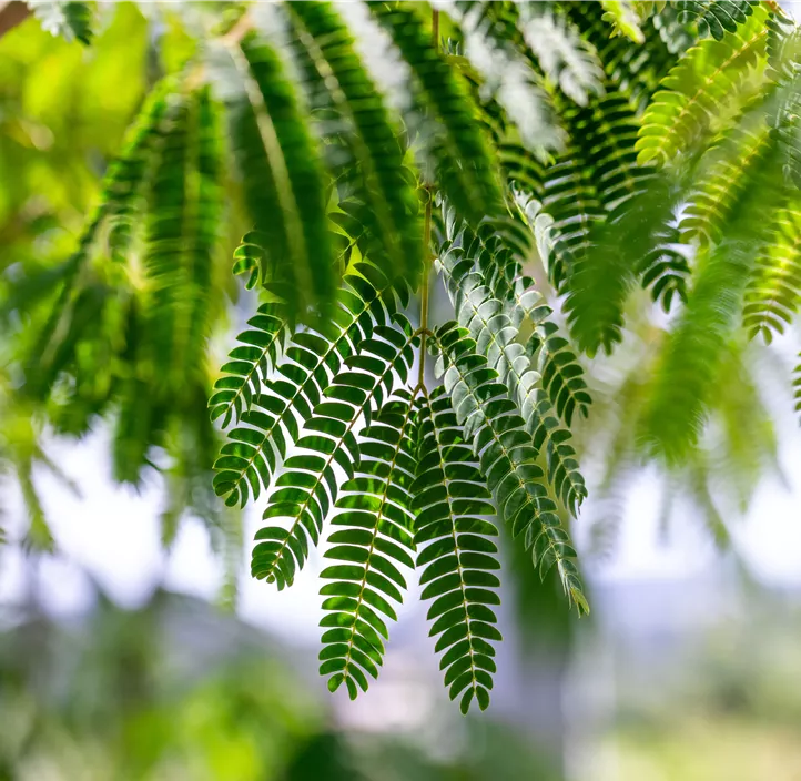 Seidenbaum 'Ombrella'
