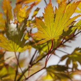 Acer palmatum Mix