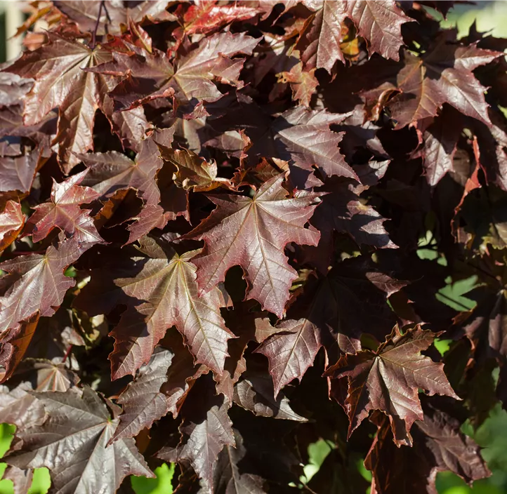 Spitzahorn 'Crimson Sentry'