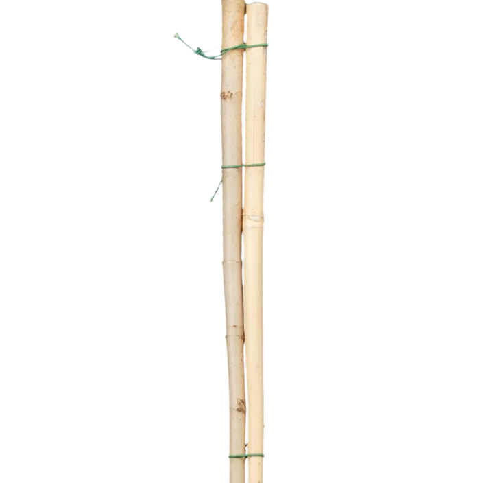 Spitzahorn 'Crimson Sentry'