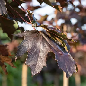 Acer platanoides Crimson Sentry