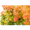 bellaflora Gartencenter GmbH