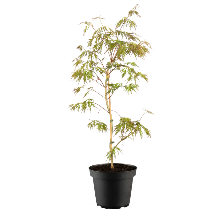 Koreanischer Fächerahorn 'Ice Dragon'®