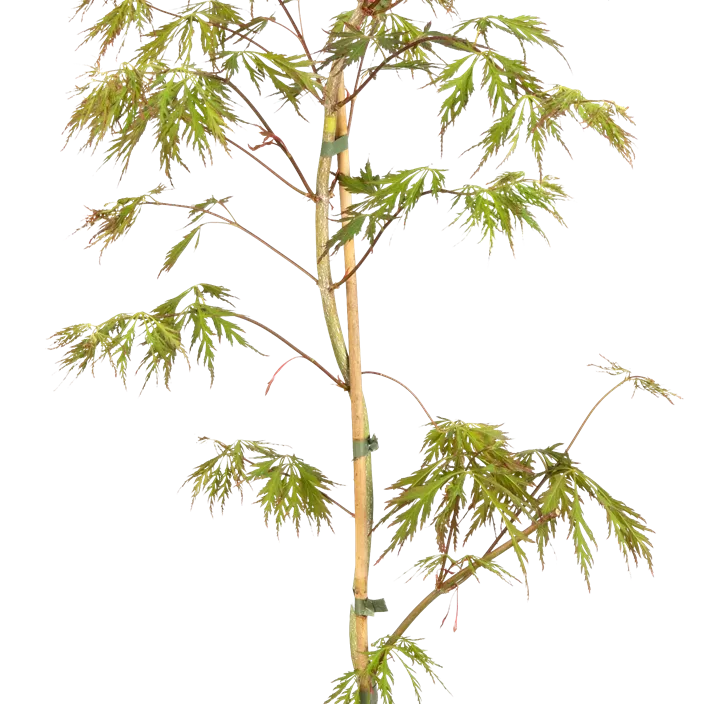 Koreanischer Fächerahorn 'Ice Dragon'®