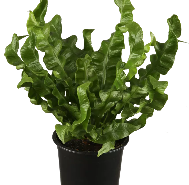 Nestfarn 'Crispy Wave'