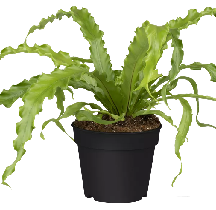 Nestfarn 'Crispy Wave'