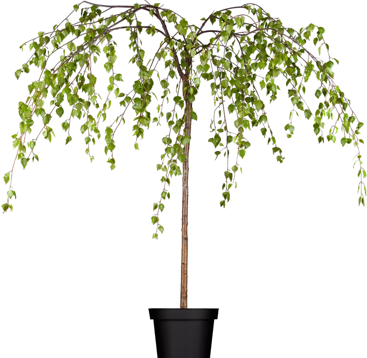 Trauerbirke 'Youngii'