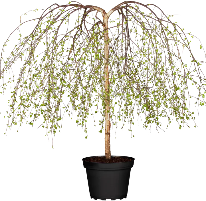 Trauerbirke 'Youngii'