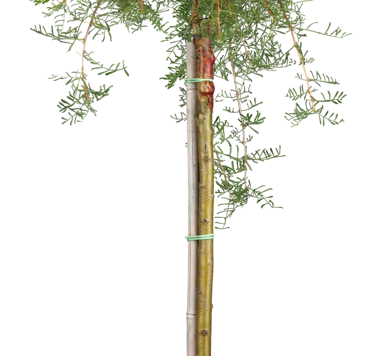 Hängender Erbsenstrauch 'Pendula'