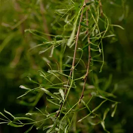 Caragana arborescens Walker Stamm