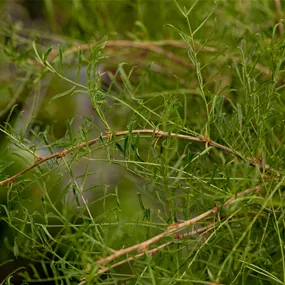 Caragana arborescens Walker Stamm