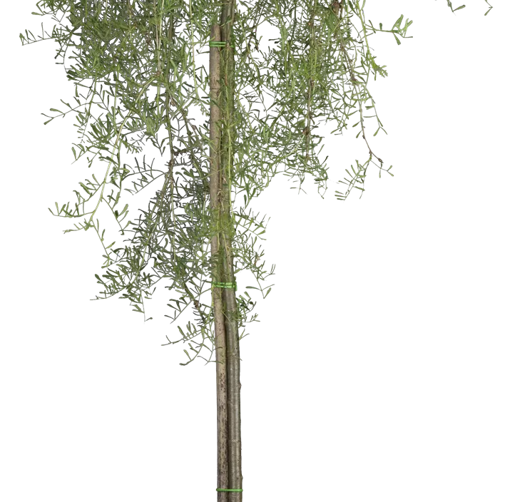 Erbsenstrauch 'Walker' Erbsenstrauch 'Walker'