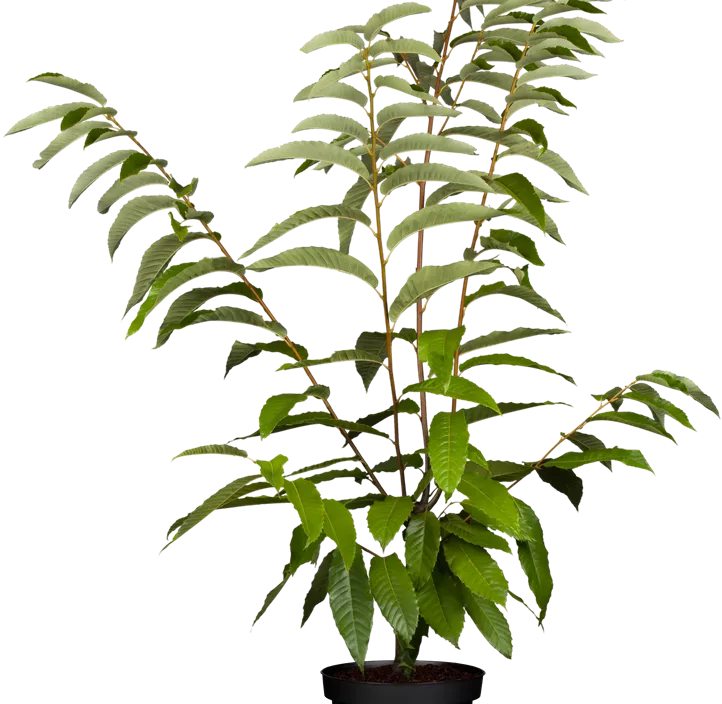 Esskastanie Esskastanie