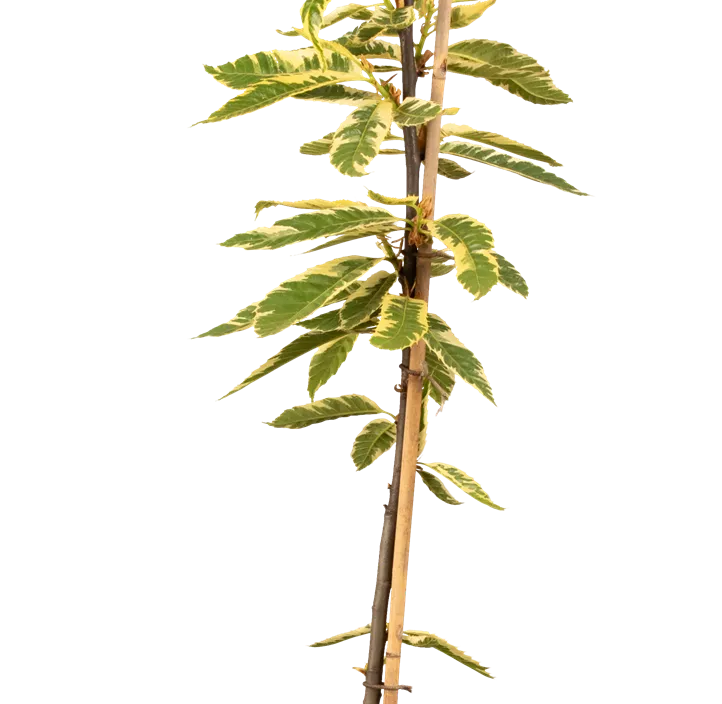 Esskastanie 'Variegata'